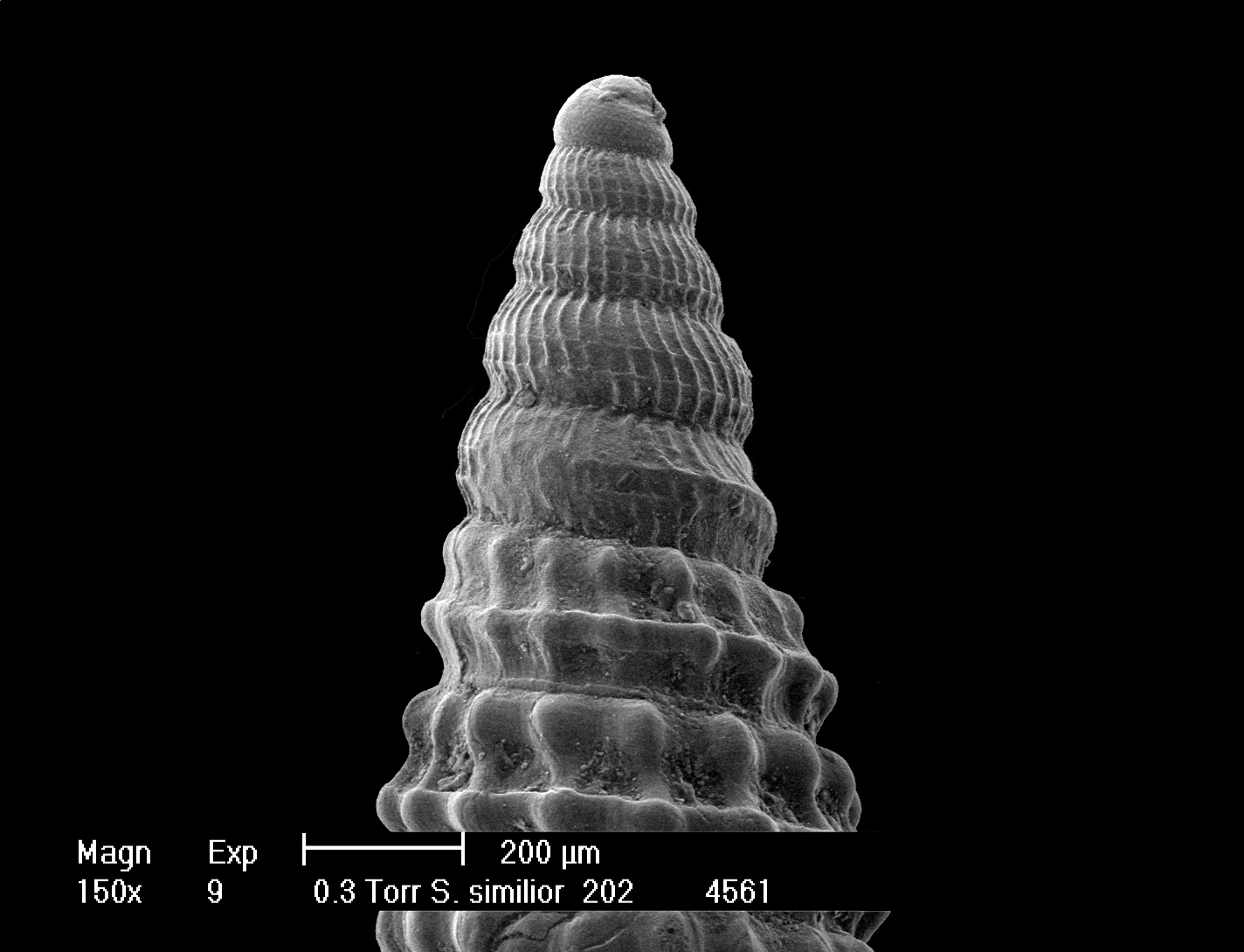 Chaerodonta pallescens